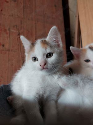 süße Katzenbabys zu vermitteln 12 Wochen alt 