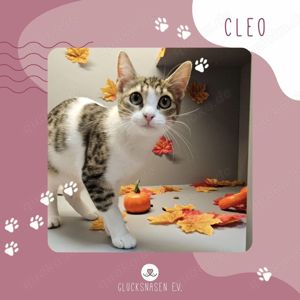 Katzenmädchen Cleo sucht ihre Dosis