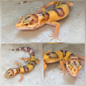 Leopardgecko Weibchen "W&Y Bell het. Radar"