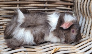 Hübsche Meerschweinchen Jungs abzugeben-auch Erzieher