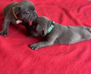 Wunderschöne Französische Bulldogge Welpen mit papieren