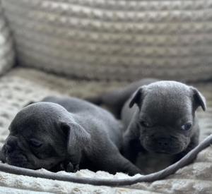 Wunderschöne Französische Bulldogge Welpen mit papieren