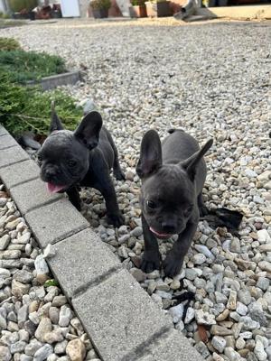 Französische Bulldogge Welpen