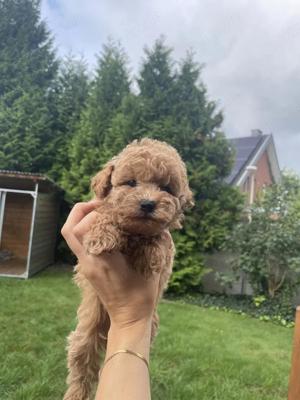 Maltipoo Welpen suchen liebevolles Zuhause