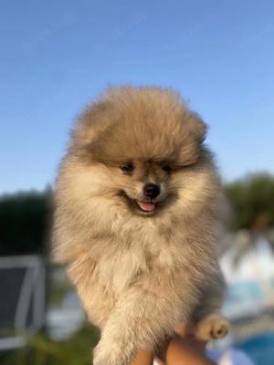 Pomeranian-Zwergspitz Welpen