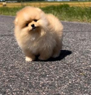 Pomeranian-Zwergspitz Welpen