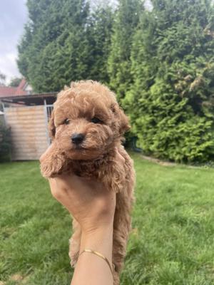 Maltipoo Welpen suchen liebevolles Zuhause