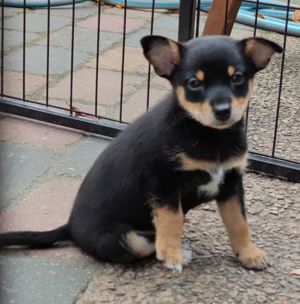 Mittel Spitz  + Pinscher Art Mix Babys tricolor 