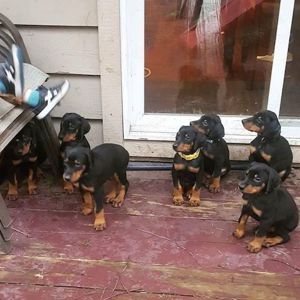 Dobermann-Welpen Welpen zu verkaufen 