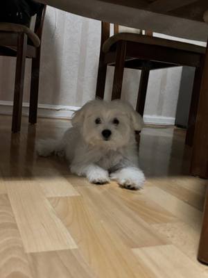 Bichon Malteser Mini Toy 