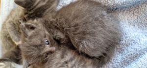  7 Korat -Maine coon mischlings kätzchen abzugeben