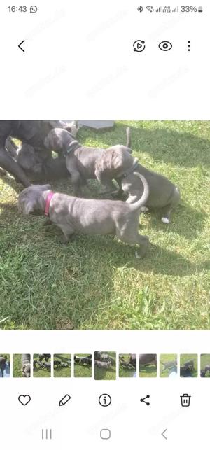 cane corso welpen mit Papieren