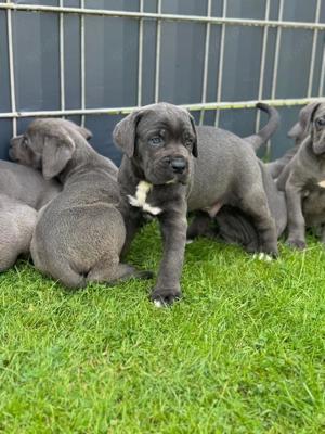 Wunderschöne Blaue cane corso welpen