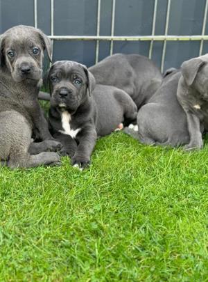 Wunderschöne Blaue cane corso welpen