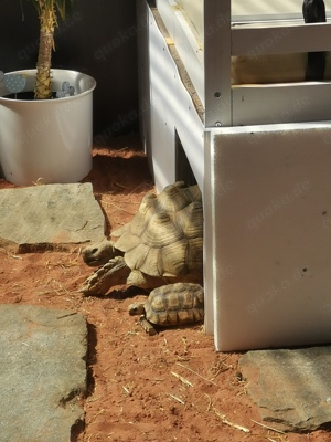 Spornschildkröte abzugeben