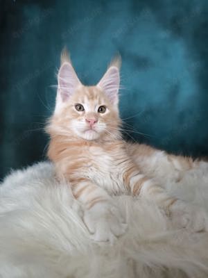 Maine Coon mit Stammbaum 