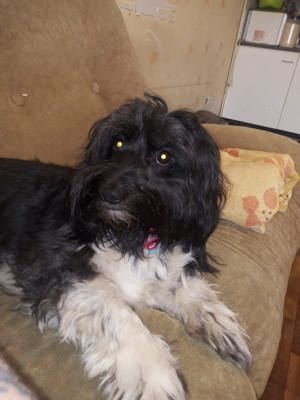 Tibetterrier mix rüde.   Sucht neues zuhause