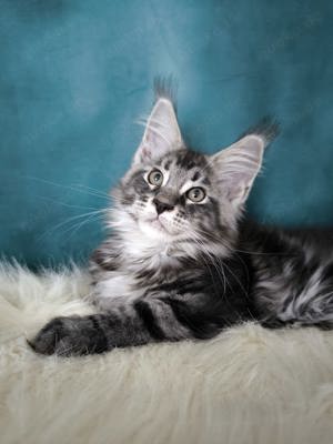 Maine Coon mit Stammbaum 