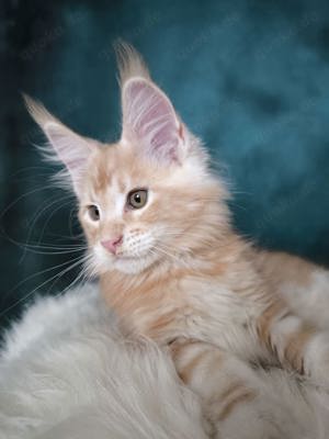 Maine Coon mit Stammbaum 