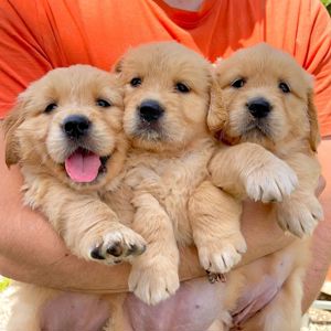 Golden Retriever Welpen 