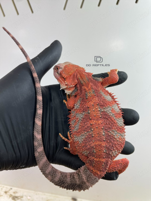 Bartagamen Männchen extreme red high blue Tiger het Hypo 50% het Trans