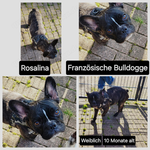 französische bulldogge