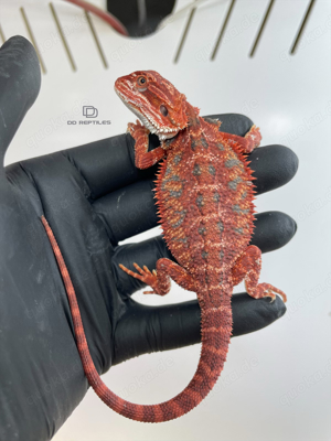 Bartagamen Männchen extreme red het Hypo 66% het Trans