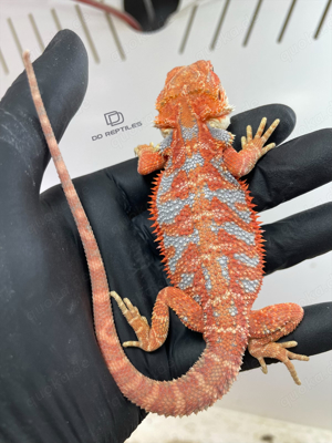 Bartagamen Männchen orange glowing Hypo high blue Tiger 