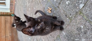 süsse Maine Coon Mix Kitten 