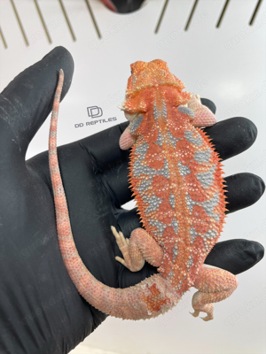 Bartagamen Männchen orange glowing Hypo high blue Tiger