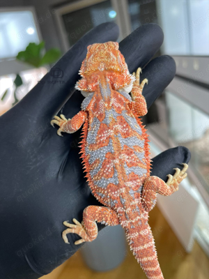 Bartagamen Männchen orange Hypo HIGH blue Tiger