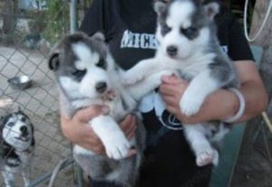 Schöne Siberian Husky Welpen mit papieren