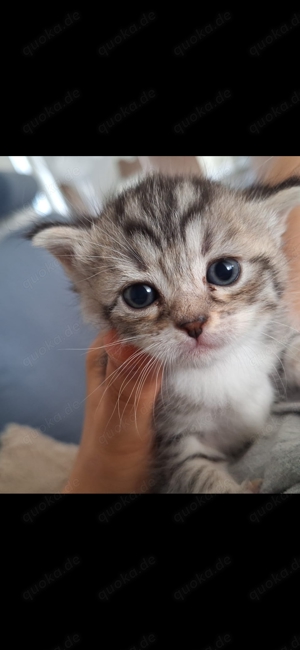 Mischling Kitten Türkisch Van und Perser