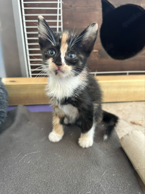 Katzenbaby Popcorn sucht ein Zuhause!