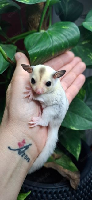 Sugar glider männlich 