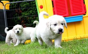 Zwei entzückende Golden Retriever Welpen