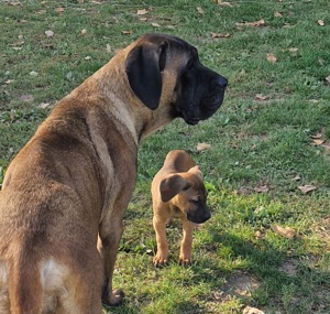 Cane Corso Welpen abzugeben 