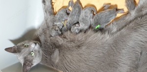 Kitten Russisch blau reinrassig 