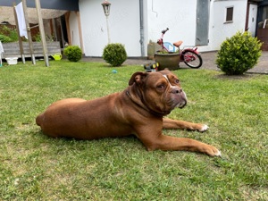 OEB Old englisch Bulldogge sucht liebevolle Familie 