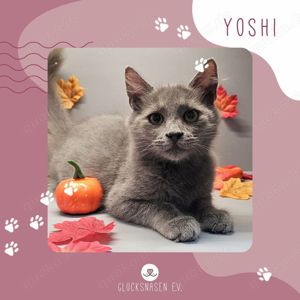 Schmusekater Yoshi wartet auf Dich