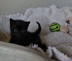 Kleiner Kater schwarz getiegert sucht Zuhause, sehr lieb 