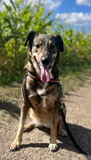 ELSA, 4 Jahre, 53 cm, Mischling, Hündin, Mix, weiblich, Hund