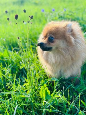 Zwergspitz Pomeranian 