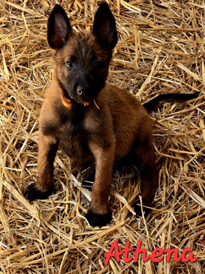 Noch 3 aufgeschlossene Malinois Welpen suchen ein Zuhause