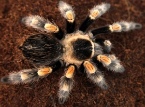 0.1 Brachypelma hamorii 4cm   Rotknie Vogelspinne 