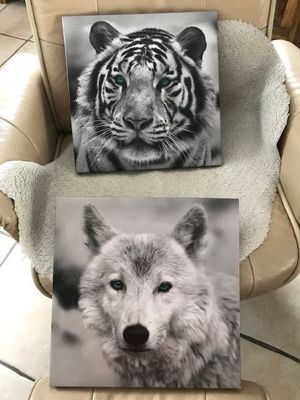 2 x Bilder auf Keilrahmen schwarz weiß 35x35 cm Wolf Tiger - SET