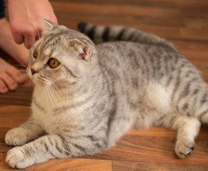 Vier Jahre alte BKH Katze abzugeben