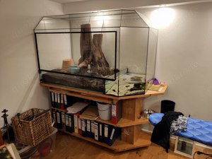 Boa C. I., weiblich, gesund aus 2009 mit riesen Terrarium und Bürotisch