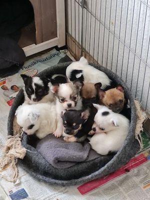 Schöne Mini Chihuahua-Männchen und Weibchen