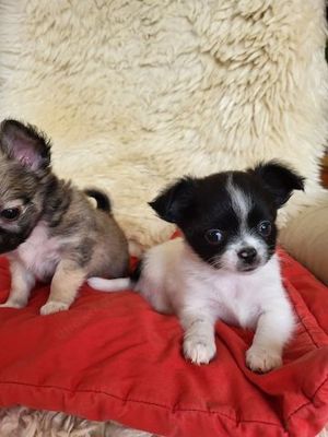 Schöne Mini Chihuahua-Männchen und Weibchen